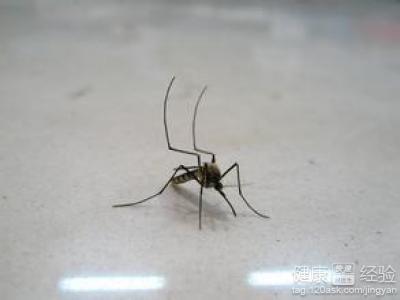 基孔肯尼亚热蚊子咬的包（基孔肯尼亚病毒怎么治疗）