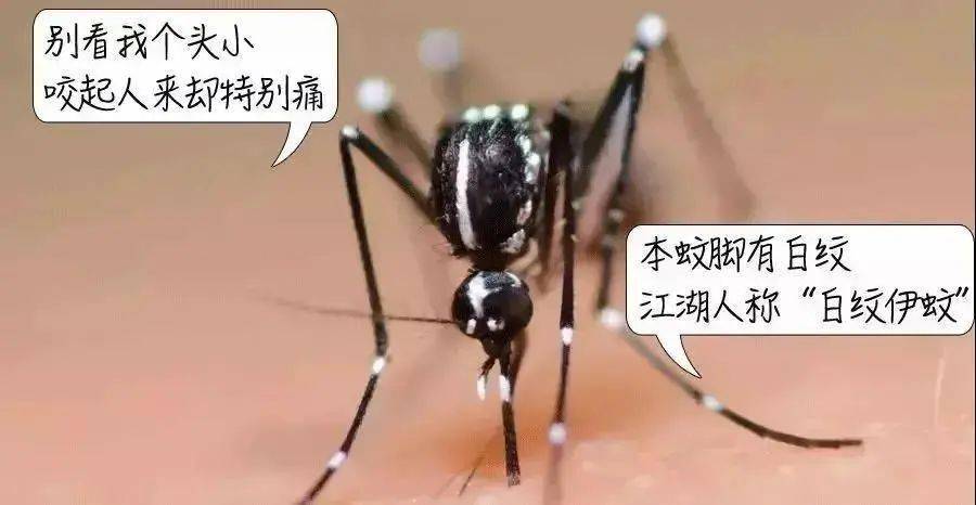 2025最新一轮病毒来自蚊子/2020新一轮病毒