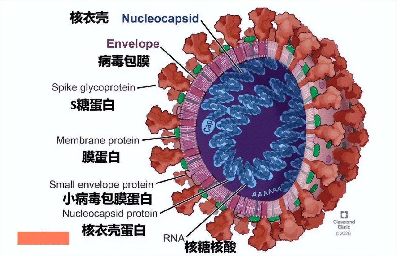 疫情在什么时候结束的/疫情在什么时候会结束