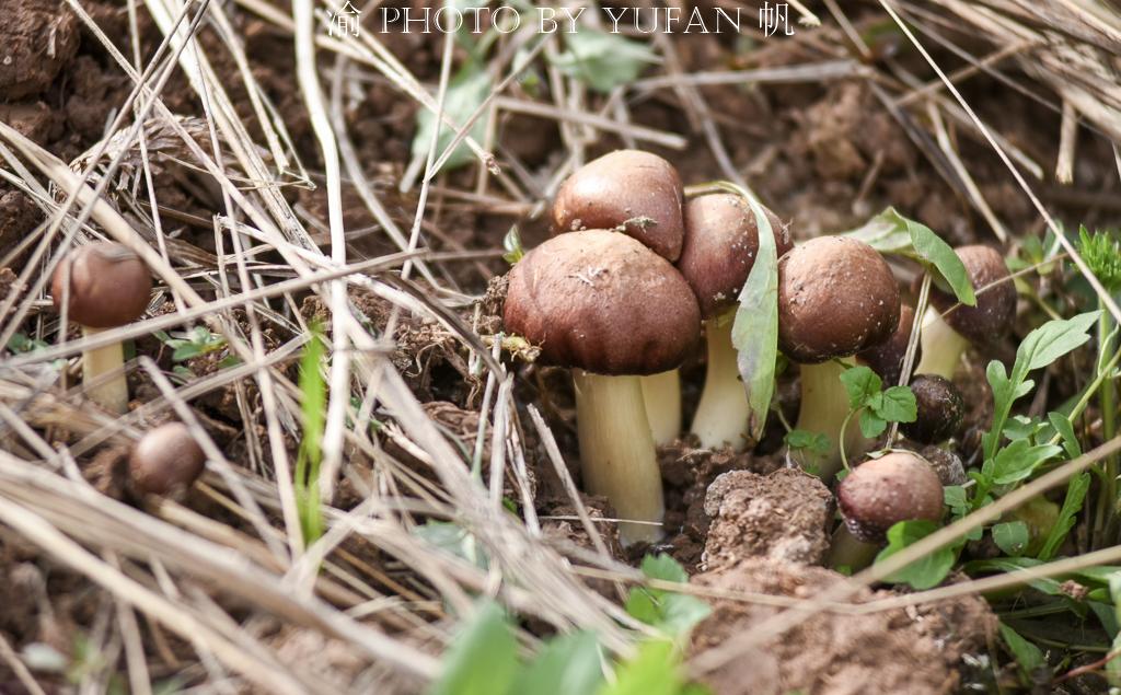 重庆疫情统计表/重庆疫情一览表