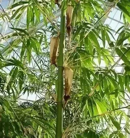 澳门回海口最新规定:澳门回内地最新政策