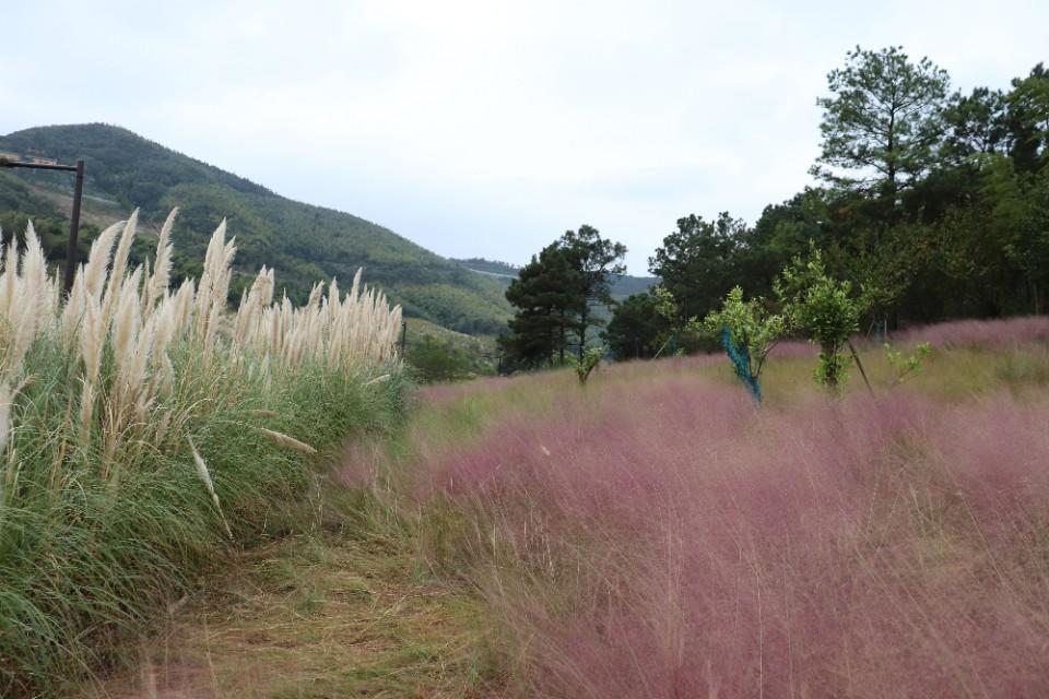 南京疫情广东（南京疫情 广东）