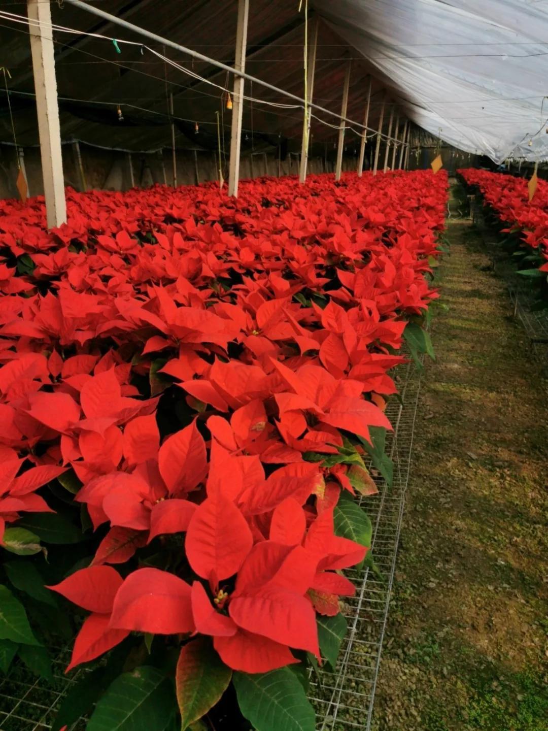 河北石家庄解封了嘛/河北石家庄是否解封