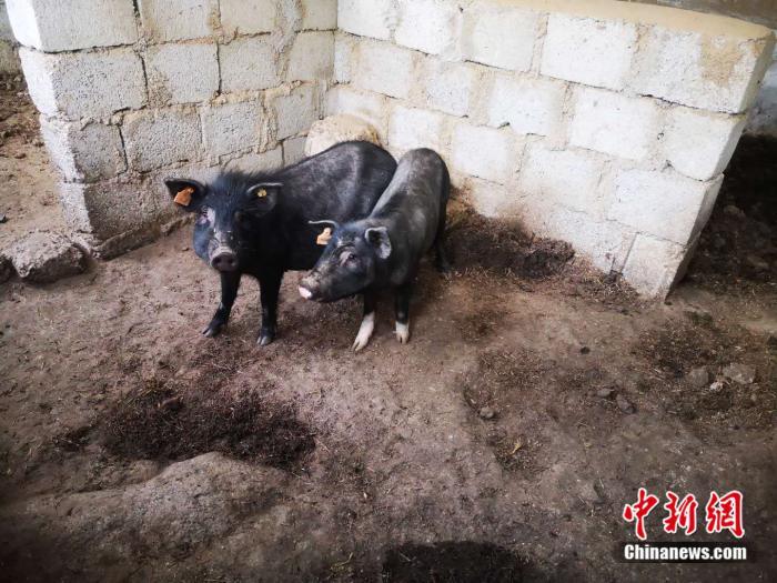 济南藏医院还干吗/山东济南藏药治疗中心 济南藏医院还干吗/山东济南藏药治疗中心